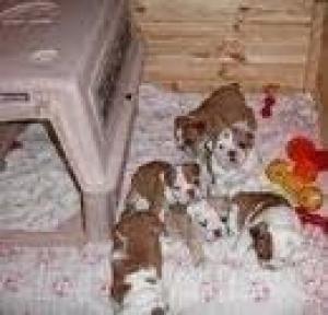 CuteAKCregEnglishBulldogPuppiesAvailable