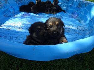 germanshepherdpuppies