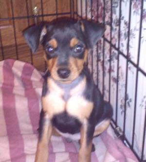 MiniaturePinscher