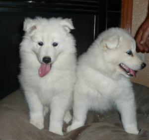 AKCsamoyedpuppiesforsale