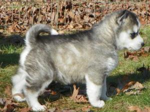 blueeyessiberianhuskypuppiesforadoption