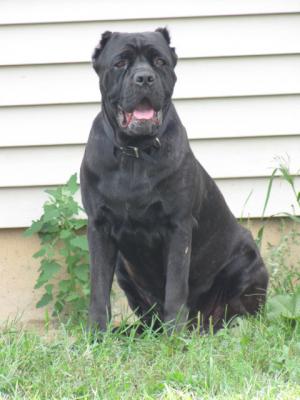 CANECORSOMASTIFF