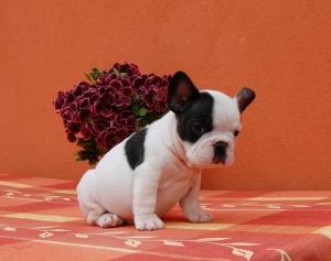 FrenchBulldogpuppiesforavailable