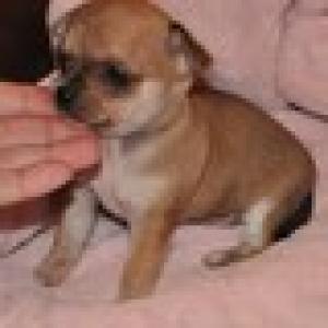 chihuahuapuppyforadoption