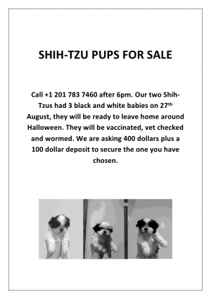 ShihTzupuppies