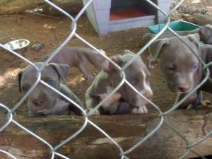 BluenosePitbullPuppiesforSale