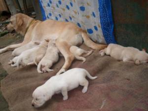 LabradorRetriever