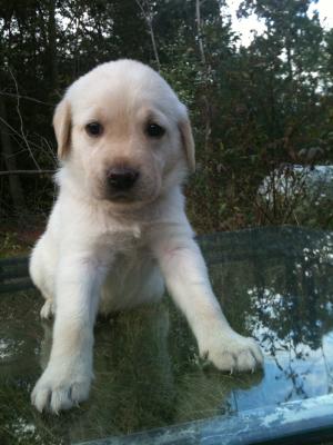 BeautifulLabPups