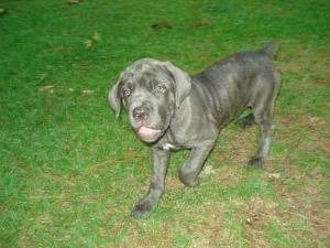 ItalianCaneCorsoMastiffPupsforsale