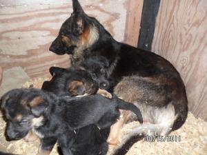 GermanShepherdfemalepupsforsale