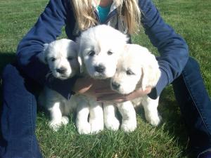 GoldenRetrivers-EnglishCream-White