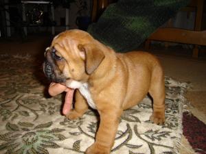 Forsalebeautifulbulldog