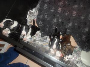 bullterrierpupsforsale