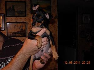 MiniaturePinscher