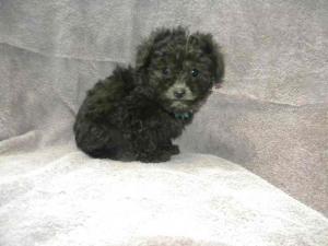 ChampionSiredTinyToySilverPoodlePuppiesfor