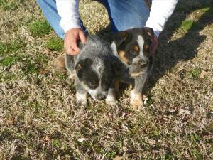 BlueHeelerpups