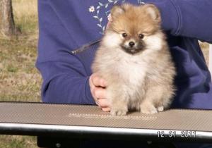 BeautifulPomeranianPuppiesForSale