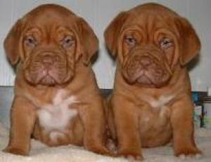 DogueDeBordeaux