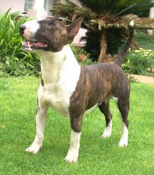 xChampionbloodlineBULLTERRIERpuppiesforsal