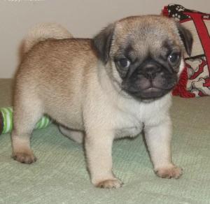 giveourpugpuppiesahome