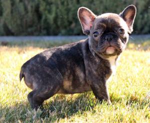 AdorableFrenchBulldogPuppiesBoysGirls