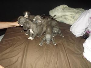 bluenosepuppies