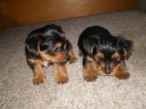 HealthyTeacupYorkiePuppiesForAdoption