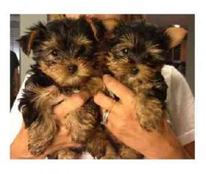 CuteandAdorableTeaCupYorkiePuppiesForA