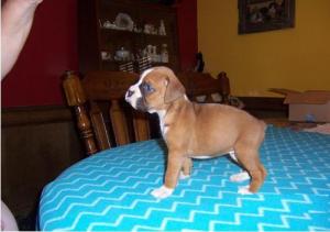 boxerpuppyforsale