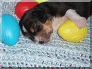 mimiaturebeaglepuppiesweekold