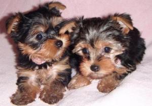 AdorableTeacupYorkiePuppies