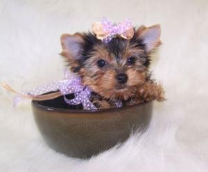 T-cupyorkiepuppiesForAdoption