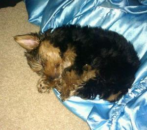 YorkshireTerrierPuppyforsale