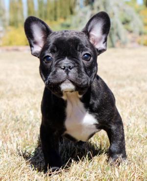 AKCCHBloodlinesFrenchBulldogPuppyGirlsOnl