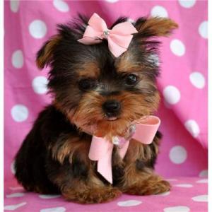 NiceTeaCupYorkiePuppiesForFreeAdoption