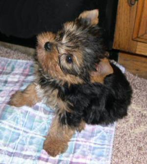 TwoYorkshireTerrierPuppies-WeeksOld