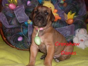 GorgeousGreatDanePuppies