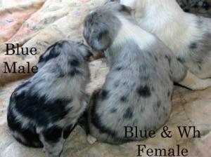 Catahoulapuppies