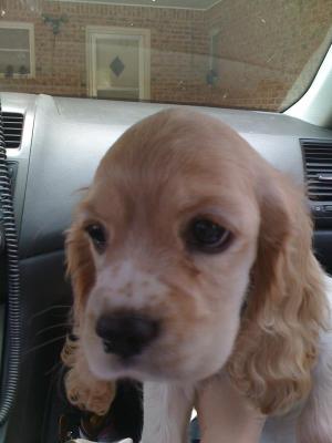 CockerSpanielpuppyforsale