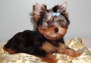 adorableyorkiepuppiesfornewhomes