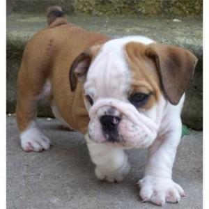 maleandfemaleEnglishBulldogpuppies