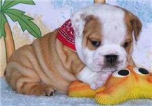 HouseBrokenEnglishBulldogPuppiesForAdoption