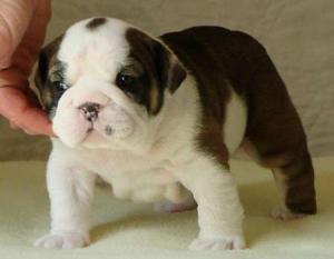 lovelyenglishbulldogpuppyforsale