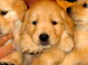 AKCGOLDENRETRIEVERPUPPIES