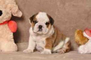 englishbulldogpuppiesforfreeadoption