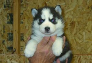 gorgeousseberianhuskypuppiesforfreeadoption