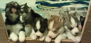 AKCSiberianHuskyPuppies