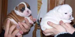 ThreeCuteEnglishBulldogPuppiesforfreeAdopti