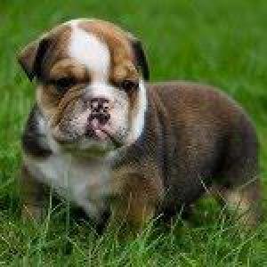 lovelyenglishbulldogpuppiesforadoption