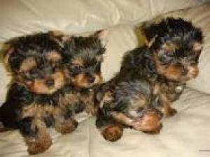 fourcuteyorkiepuppiesforadoption